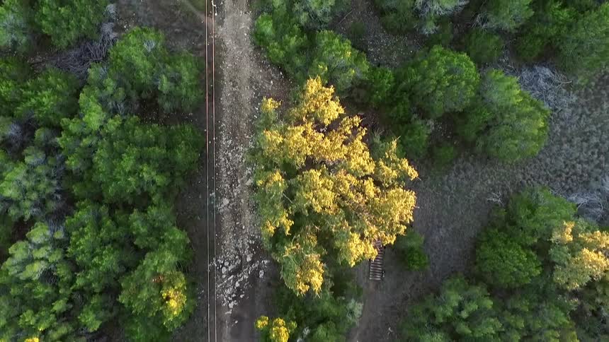 Aerial view of a mountain biker riding down a dirt trail