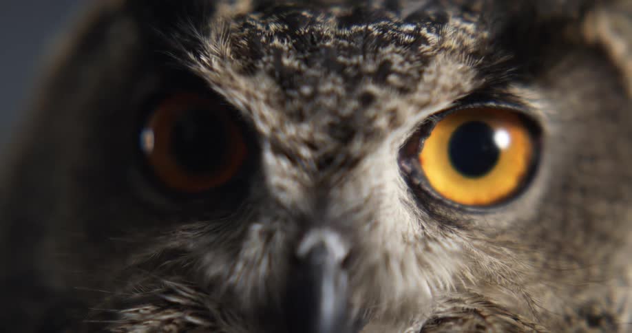 A close up view of an owl is displayed