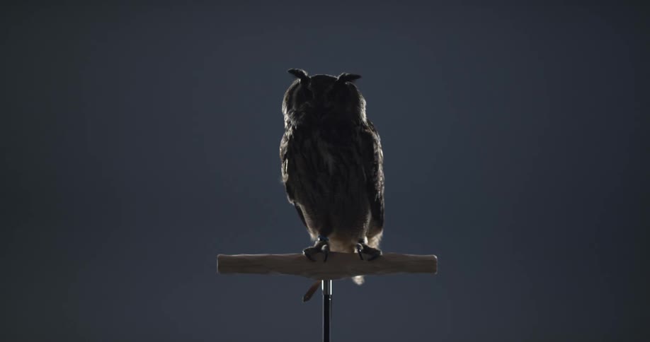 An owl is perched on a stick
