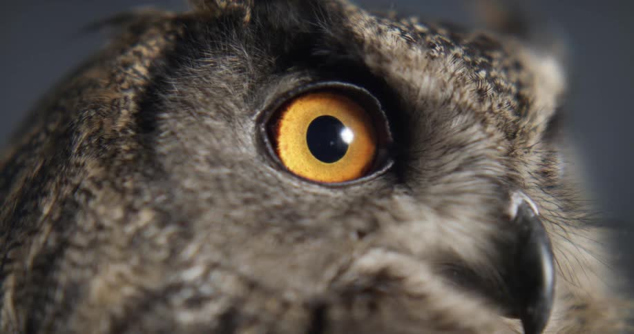 A person spins around a taxidermed owl