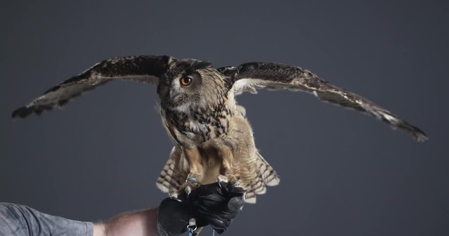An owl has its wings stretched out flapping as it sits on a mans gloved hand