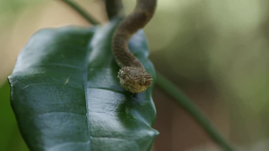 A small snake rests on a leaf