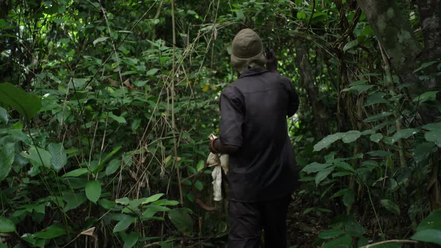 A man picks leaves in the woods