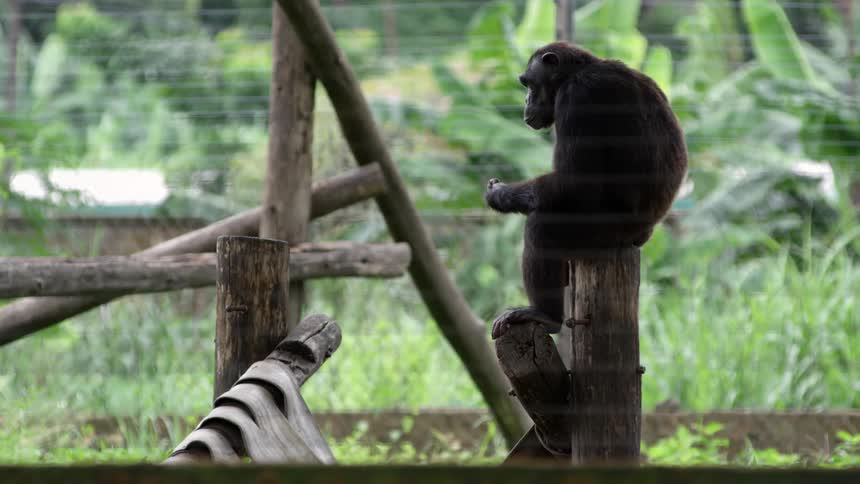 A chimpanzee sits atop a log pole in an enclosure