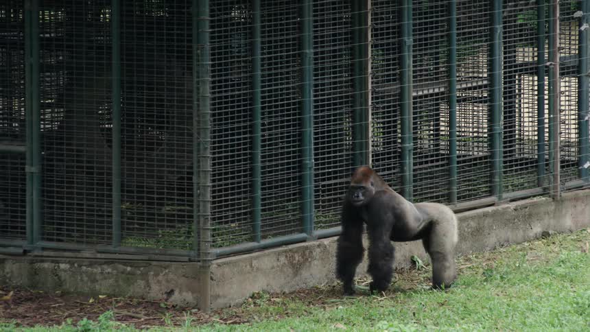 A gorilla is standing near a fence