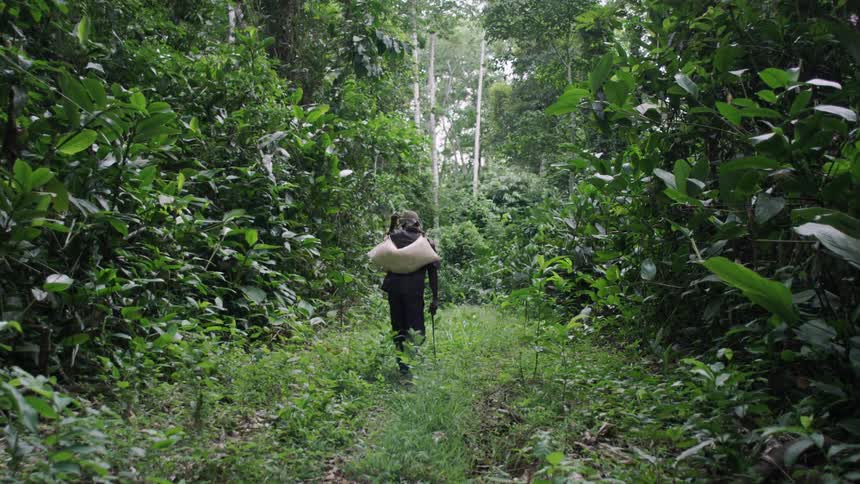 A person hikes through a green forest