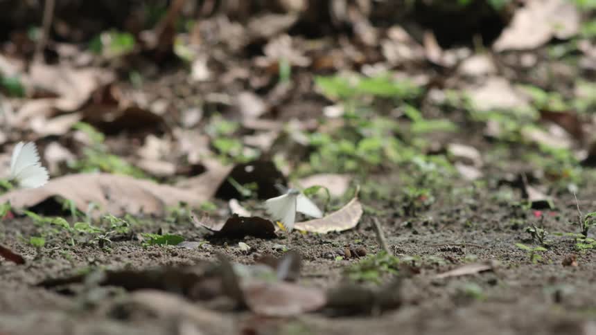Two butterflies fly across the ground