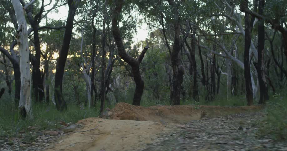 A cyclist wearing a helmet rides a bicycle on a rough trail though the woods