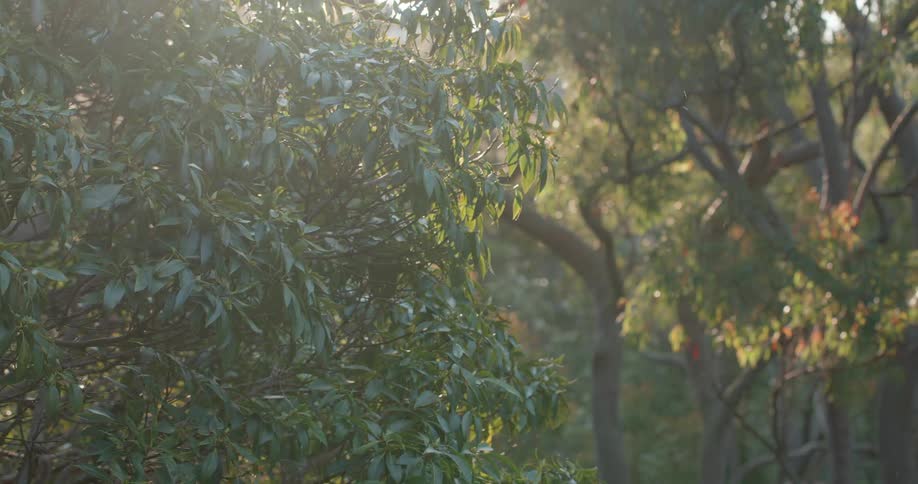 The sun is blazing into the forest
