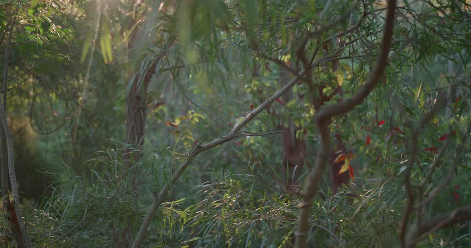 Trees in a forest as the sun shines brightly upon them