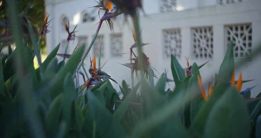 Bird feeding from a flower in the garden on the backyard