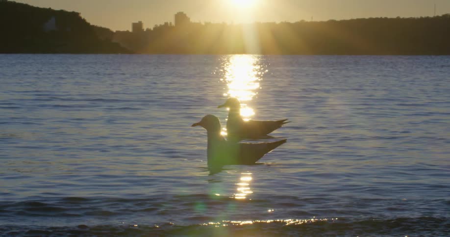 Seaguls swimming on the calm surface of the ocean near the coast at sunset