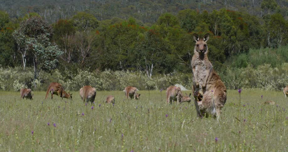 A kangaroo looks into the camera while standing in a field of grazing kangaroos