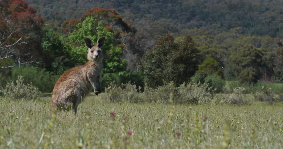 A kangaroo standing in grass and plants with trees in the background