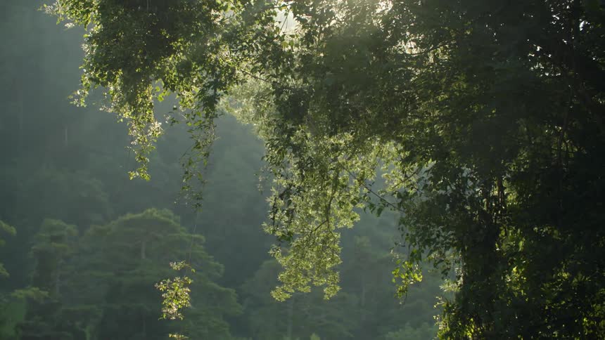 Tree branches and leaves are moving in the breeze on a sunny day