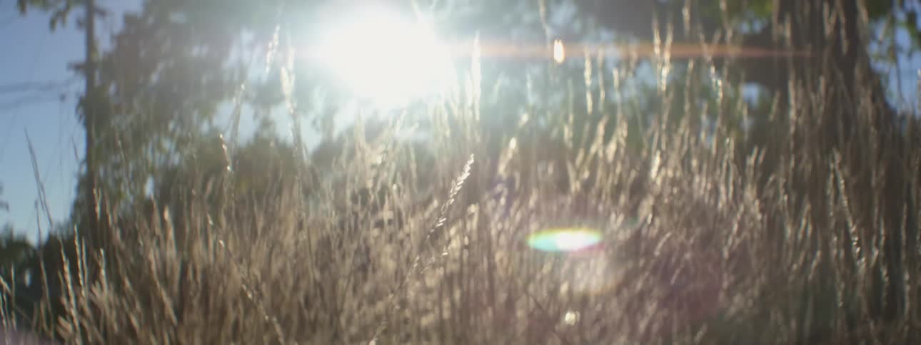 Wheat is moving in the breeze as the sun shines brightly upon it