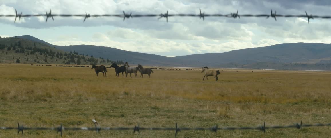 A herd of horses canter across a field on farmland