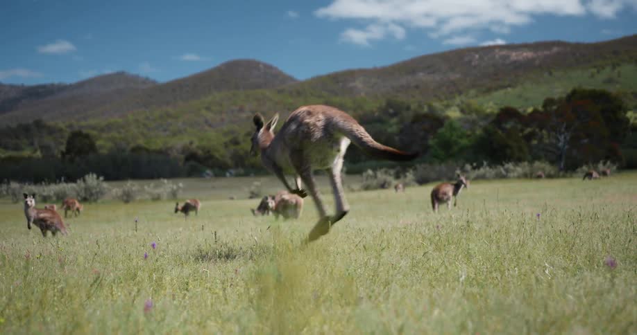 A view of kangaroos jumping out in a field