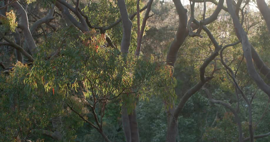 Trees in a forest on a sunny day