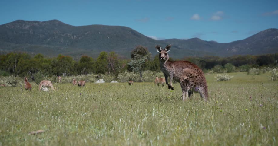 A kangaroo is standing upright looking forward before it hops away as other kangaroos are nearby with mountains in the distance