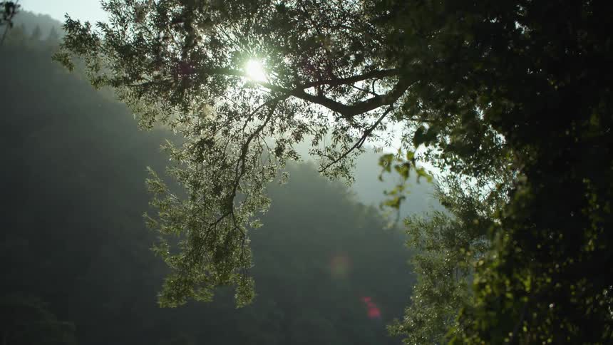 Sun shines through tree branches as mist obscures forest covered mountain slope in background