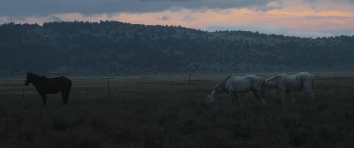 Horses graze in the wild at dusk