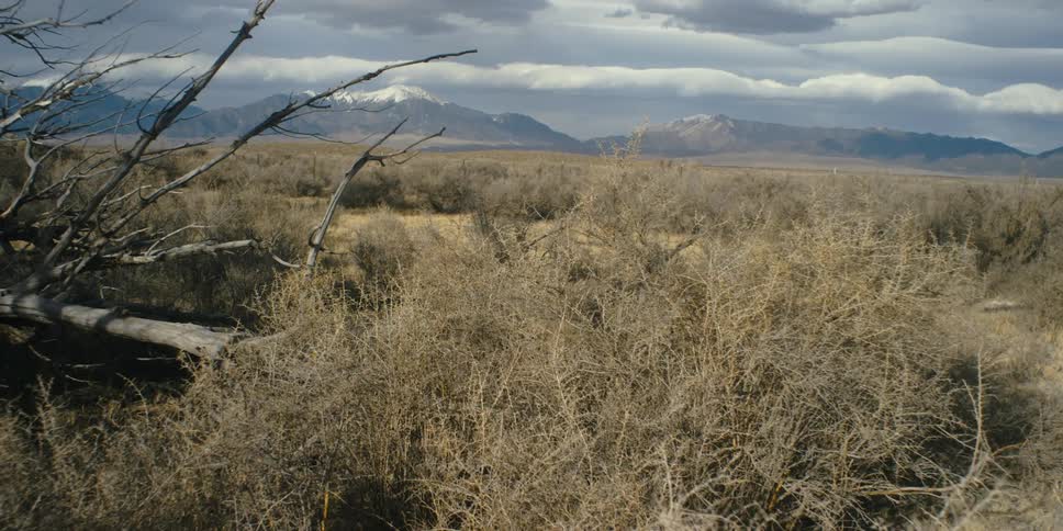 Plants are covering the grassland area and mountains are in the horizon