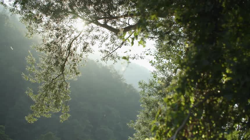 Insects fly around a tree as its leaves and branches move in the breeze
