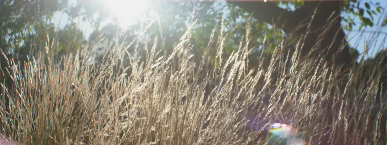 Sunlight filtering through the trees over the grass under a blue sky