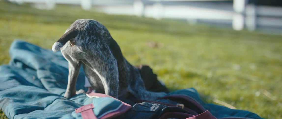 A puppy plays  on a blanket on a grassy lawn