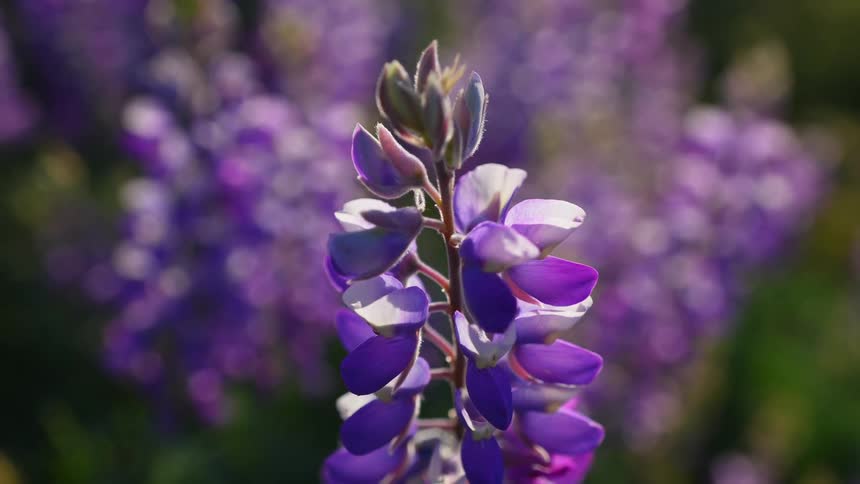 A plant with purple petals in a field during the day