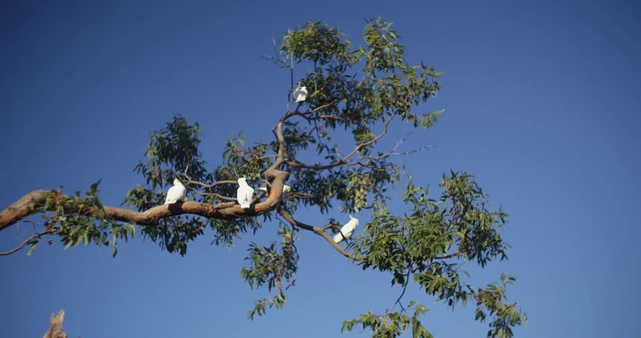 Birds perching on a tree with branches and leaves with the sky and the background