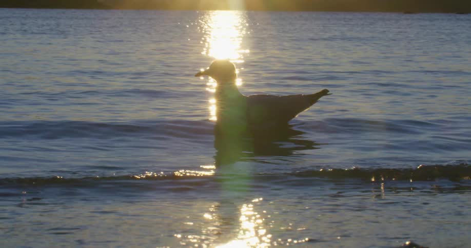 A seagull on water with the reflection of the sun the sky and clouds in the background