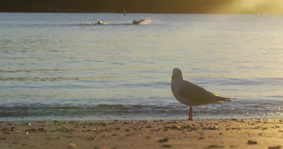 A bird preens itself on a sandy beach as swimmers swim in the distance behind it