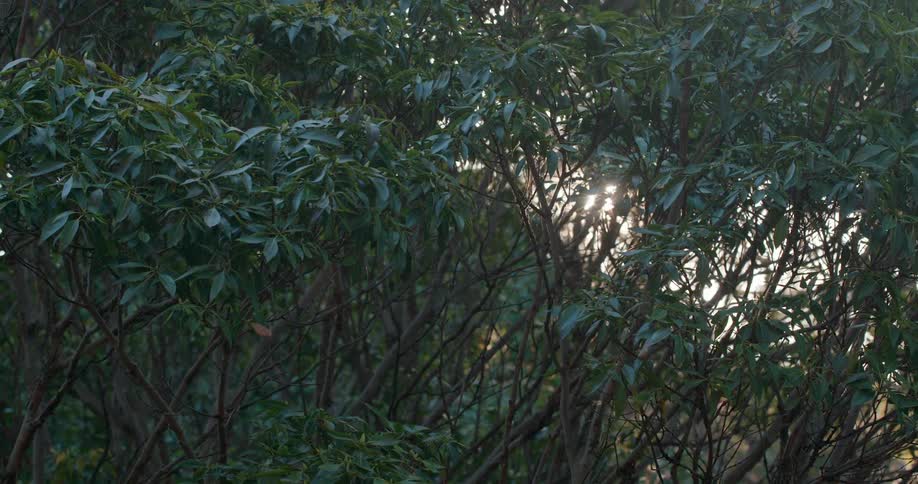 Sunlight shines though a forest of trees