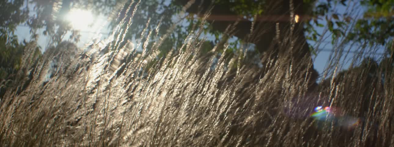 Stalks of grass wave in the wind on a sunny day