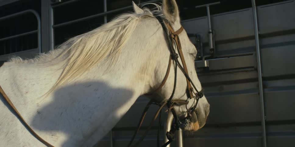 The sun casts the shadow of a cowboy on a horse as the wind blows its mane