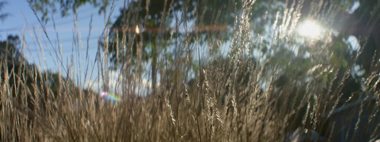 A stiff wind blows reeds back and forth in a field