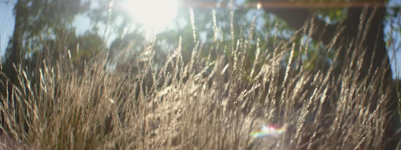 A view of some grass blowing on a field