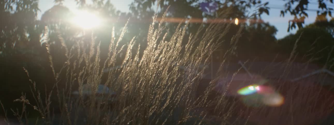 A view of some grasses on a plain