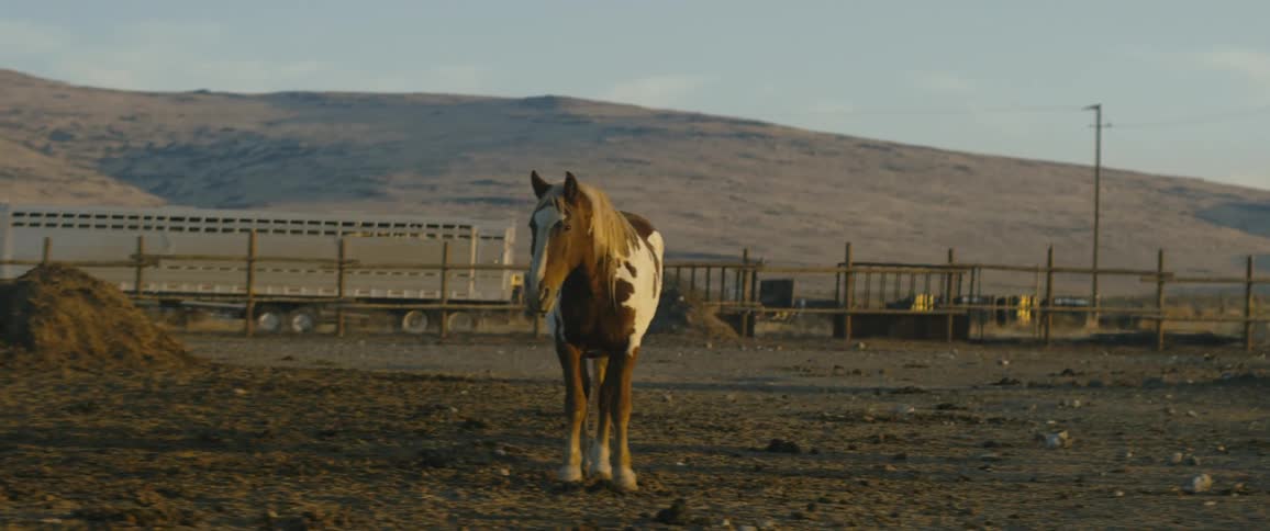 A mustang stands in a wild horse sanctuary