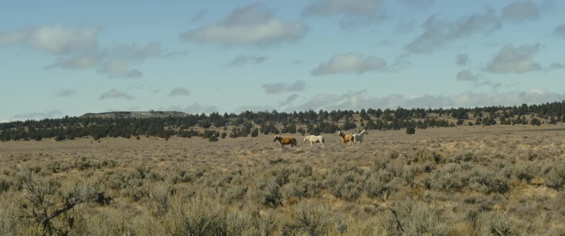 Wild horses grazing on a pasture in the wild under a blue sky
