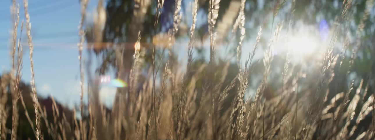 Wheat swaying in the breeze as the sun shines brightly