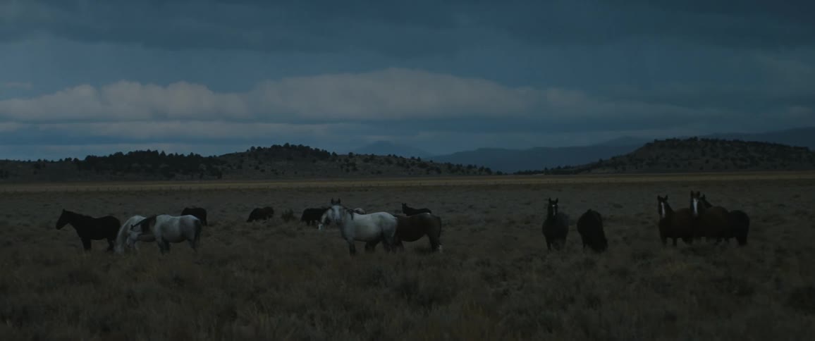 A herd of horses graze in grasslands at twilight