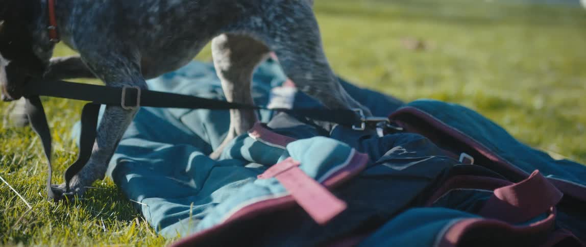 A puppy plays outdoors in spring