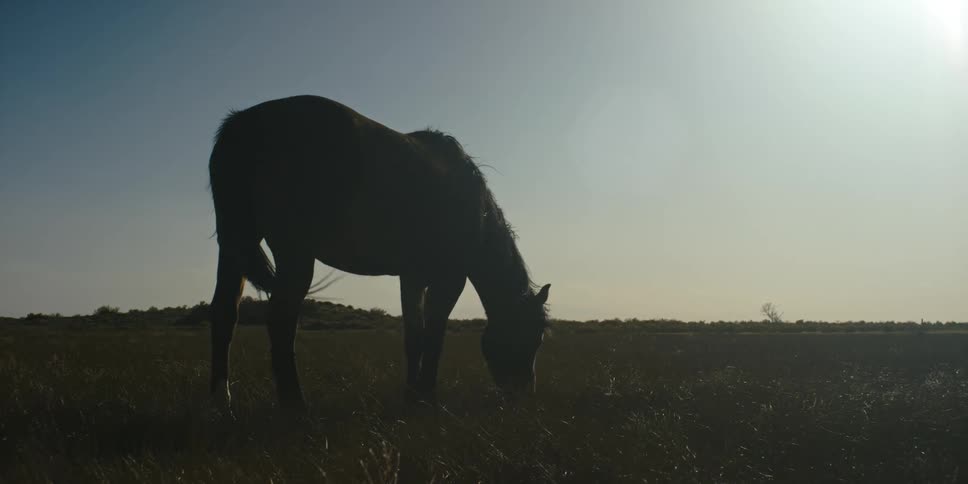 Silhouette of a horse on a grassy plain with the sky and clouds in the background