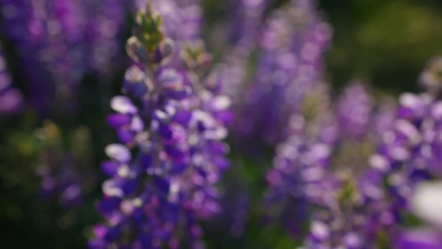 Close up of a plant with purple colored leaves