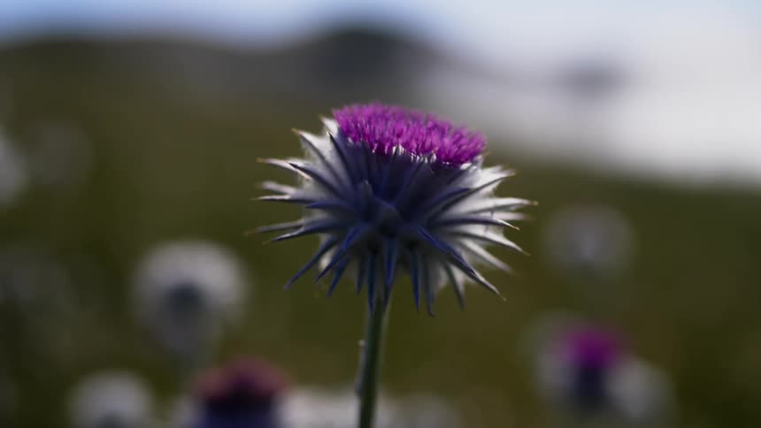 Blossomed purple flower with spiky leaves on a field near the hills