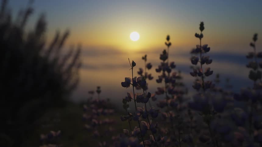 The sun sets over a field of blooming flowers and weeds