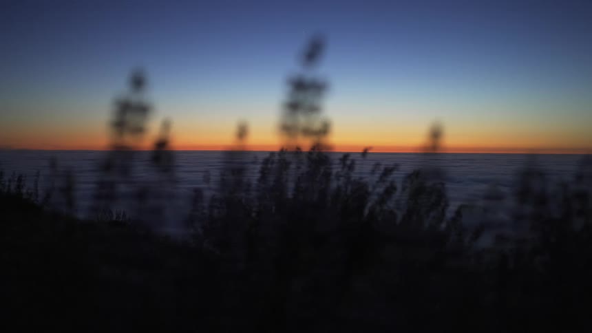 Tall stalks wave in breeze silhouetted against ocean and red sky on the horizon
